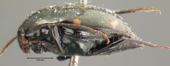 Media type: image;   Entomology 6634 Aspect: habitus lateral view